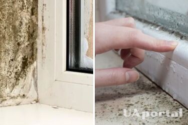 Как быстро избавиться от грибка на окнах: действенные способы