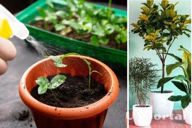 Як підживлювати кімнатні рослини бурштиновою кислотою взимку