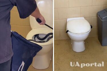 Poisonous snake found in a toilet in Australia (video and photos)