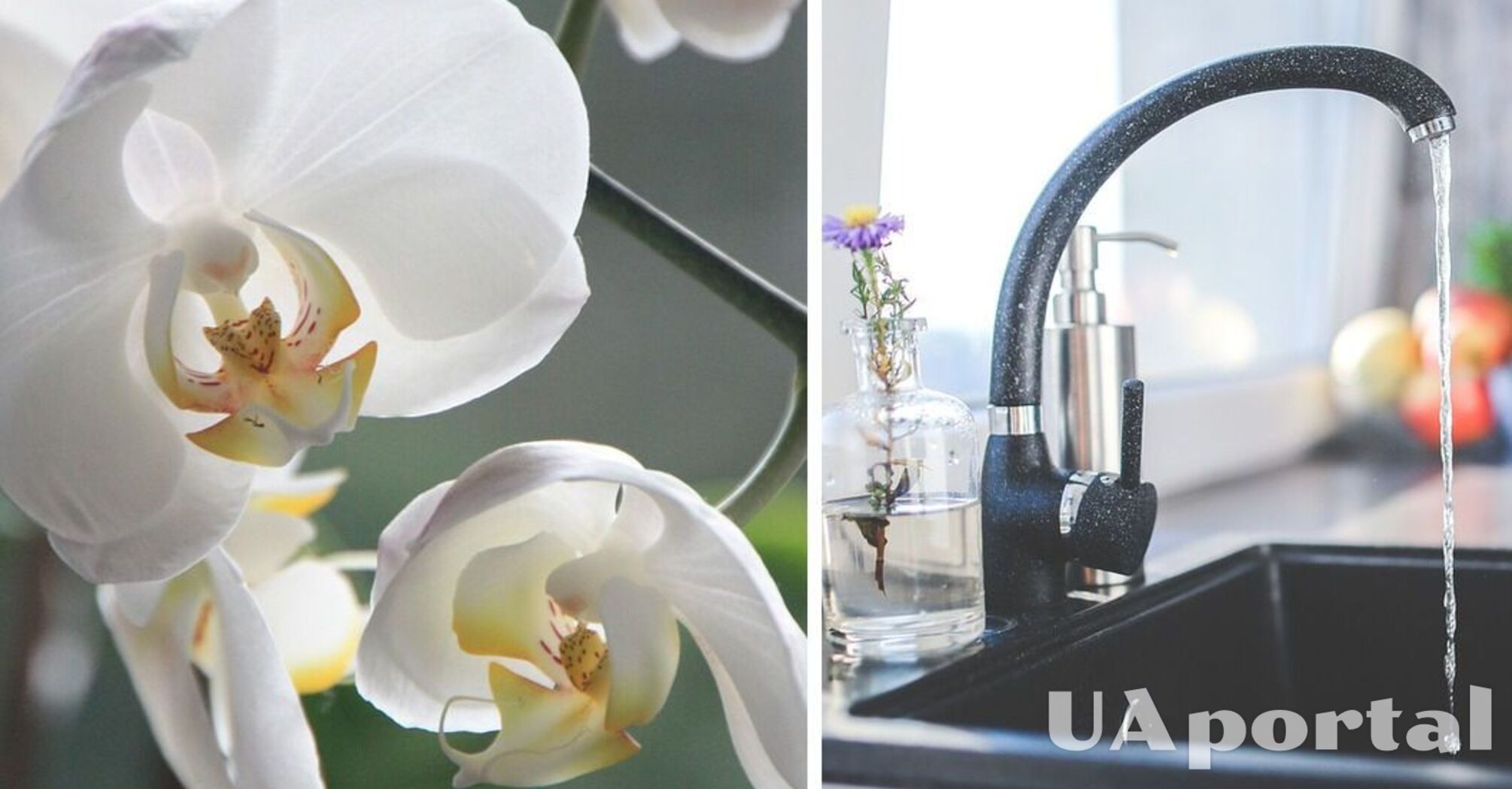 Фахівці пояснили, чому категорично заборонено поливати орхідеї водою з-під крана