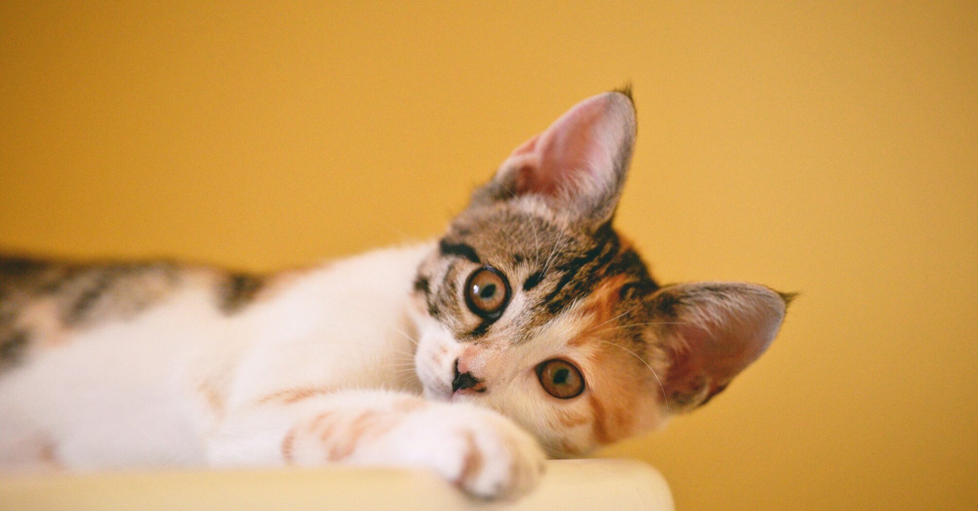 Триколірна кішка: Яке має значення згідно з забобонами 