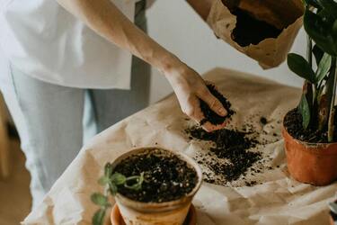 Named the main mistakes when transplanting indoor flowers