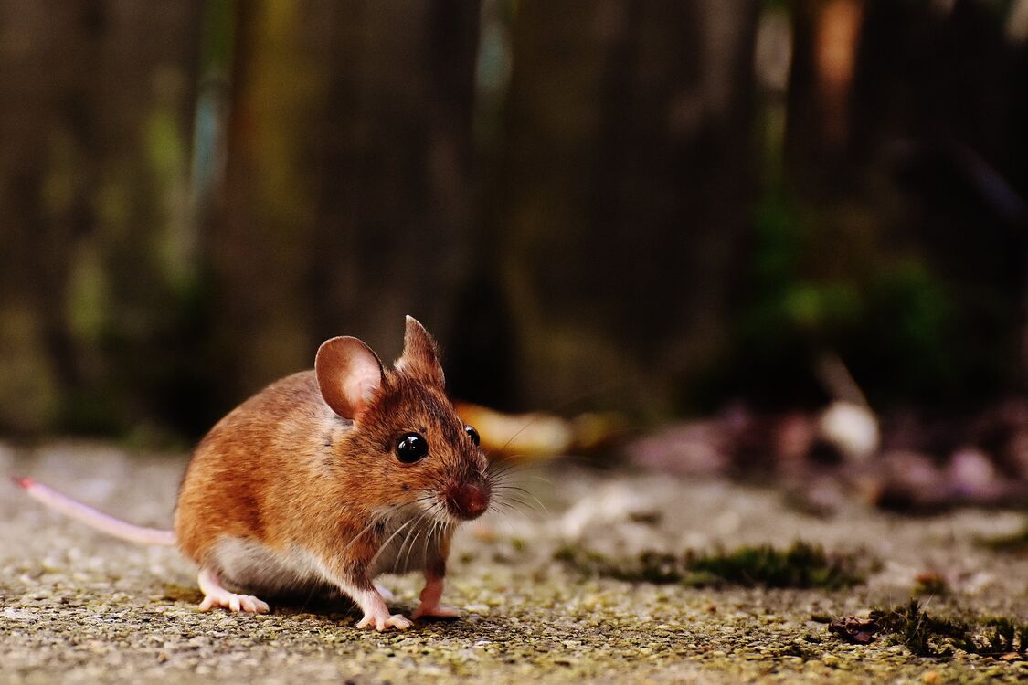 Фотограф показал, как мышь каждый день убиралась в его сарае (забавное видео)
