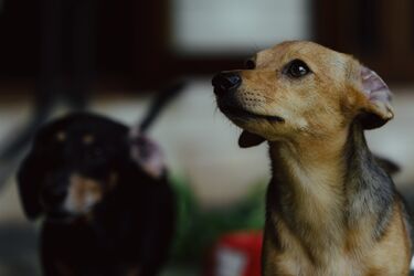 Названі кращі породи собак для початківців: поради експертів