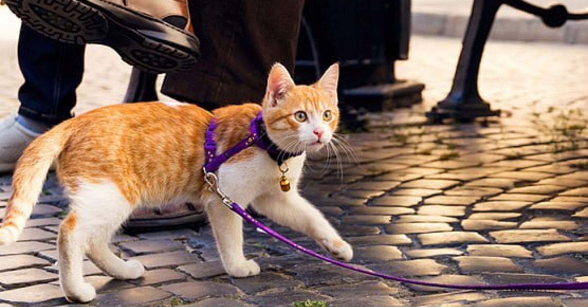 Как приучить кота к прогулкам на поводке: 4 действенных лайфхака
