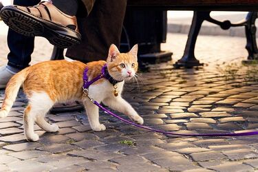 Как приучить кота к прогулкам на поводке: 4 действенных лайфхака