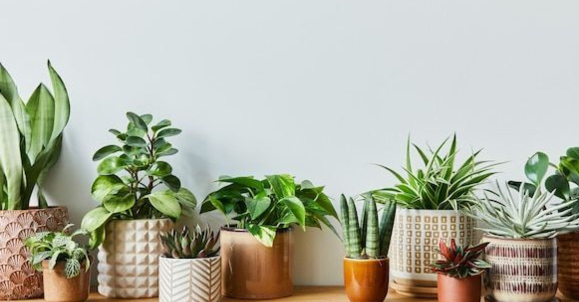 Як покращити вигляд кімнатних рослин: 4 корисні поради