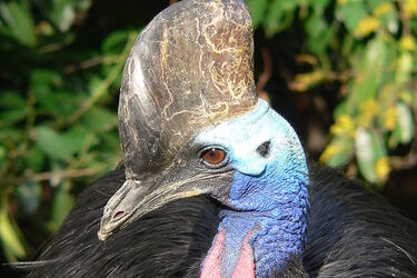 Modern dinosaur: scientists show the most dangerous bird on the planet that causes fear (photo)