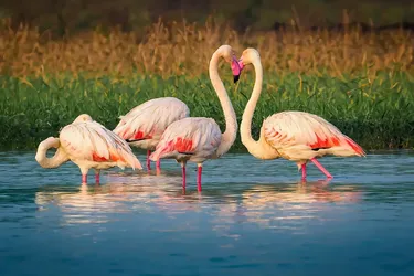 В сафари-парке в США два самца фламинго впервые стали родителями: фото малыша