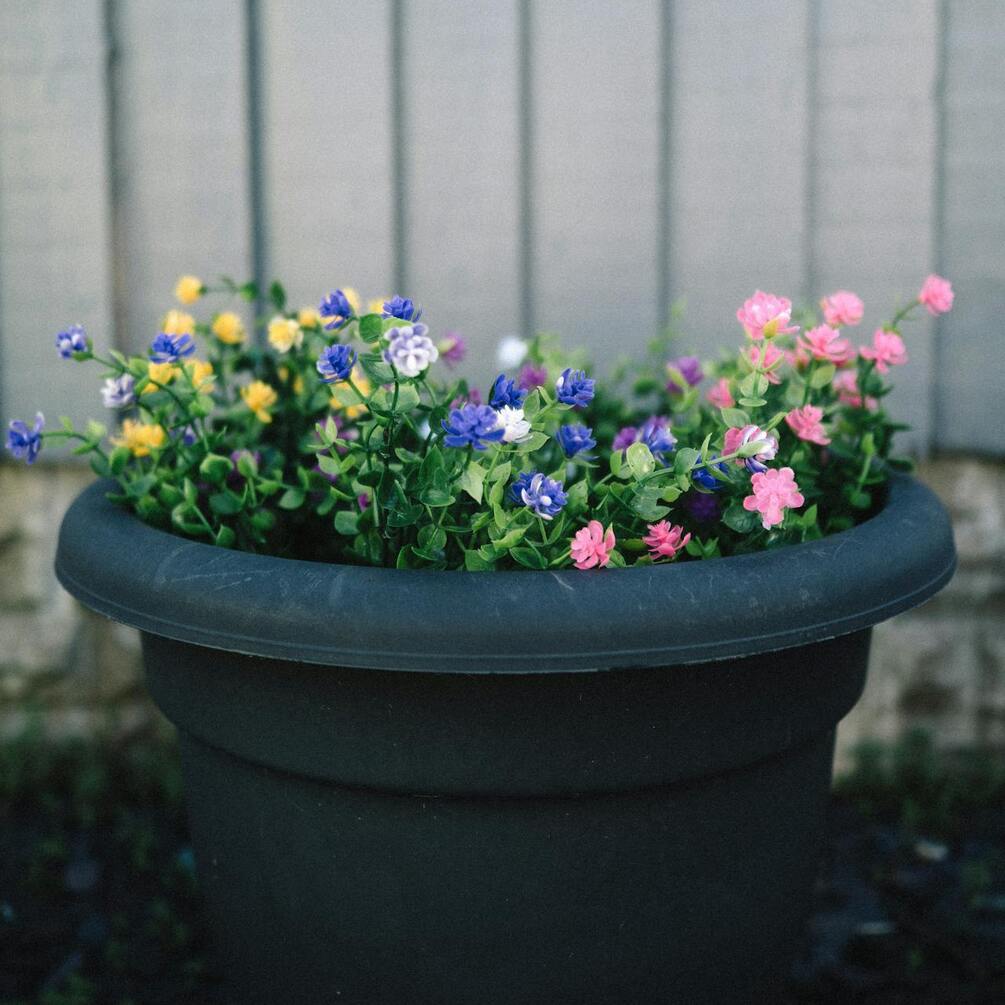 They can die: where in the house you can't put flower pots