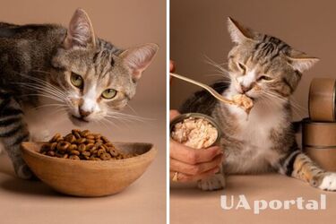 Что будет, если кошку кормить собачьим кормом: предостережение ветеринаров