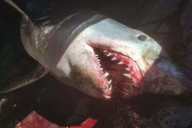 Шокуюча знахідка: в Індонезії спіймали акулу, всередині якої виявилися рештки зниклої безвісти дайверки