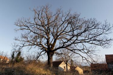 Высушивают почву и разрушают фундамент: какие деревья нельзя сажать возле дома