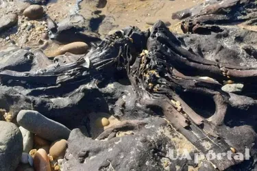 В Тасмании обнаружили каменный лес возрастом 40 тысяч лет (фото)