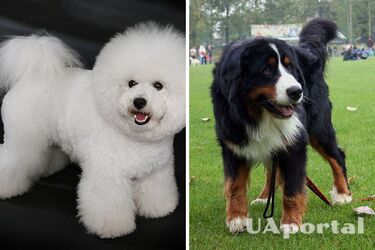Послушные и умные: топ-5 пород собак, которые лучше заводить новичкам (фото)