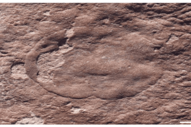 Вчені знайшли в Австралії морську тварину віком 635 мільйонів років