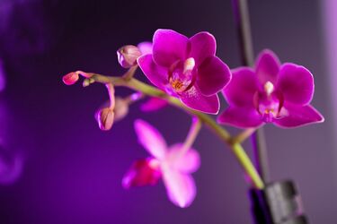 Делайте это раз в неделю и орхидеи 'зацветут как сумасшедшие'