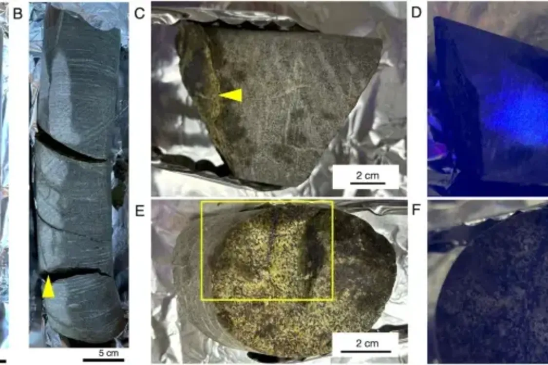 A 2 billion-year-old stone containing the oldest samples of living microbes has been discovered in Africa (photo)