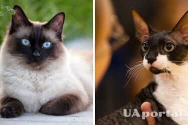Ерудити у світі котів: топ -5 найрозумніших порід