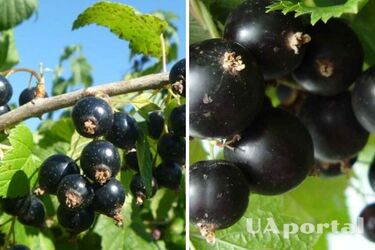 Как правильно сажать и ухаживать за черной смородиной осенью: советы огородников