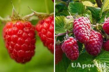 Городники підказали, що потрібно робити з малиною до холодів: це позитивно вплине на наступний врожай