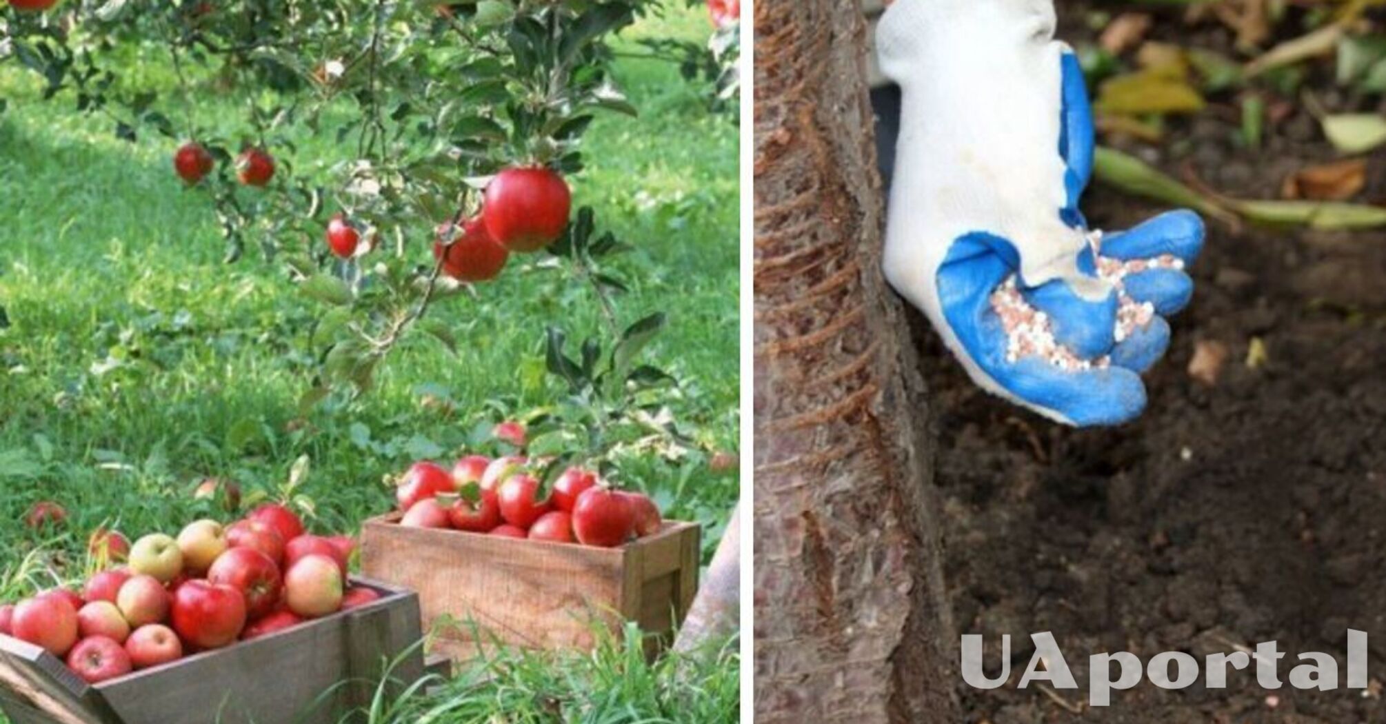 Чим підживити яблуню, щоб був хороший врожай наступного року 