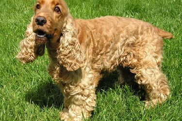 Станут вам другом: топ самых верных пород собак