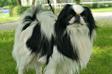 Привлекают все взгляды: топ-5 самых красивых пород собак