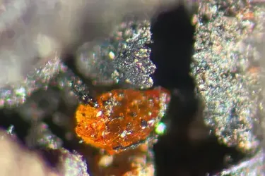 Amber 90 million years old found in Antarctica: reveals incredible secrets