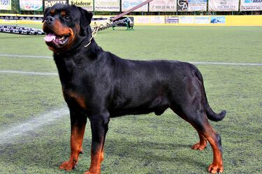 Вони не відійдуть ні на крок: топ найвірніших порід собак