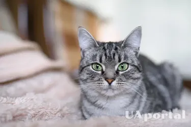 Які коти чудово ладнають з дітьми: топ порід