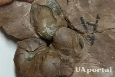 В Китае нашли яйца динозавра в возрасте 80 миллионов лет: принадлежат новому виду и роду динозавров