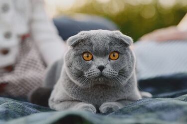 Від них мінімум шерсті та запаху: топ-2 породи котів, які ідеально підходять перфекціоністам