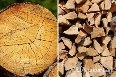 Где категорически запрещено собирать дрова и сухости, чтобы не получить штраф