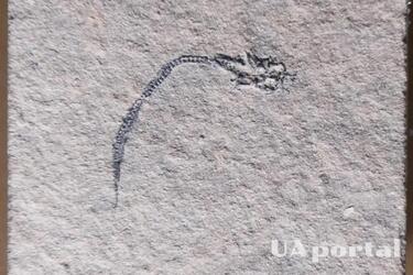 В Австралії виявили рештки загадкової скам’янілої істоти: унікальний, досі невідомий вид