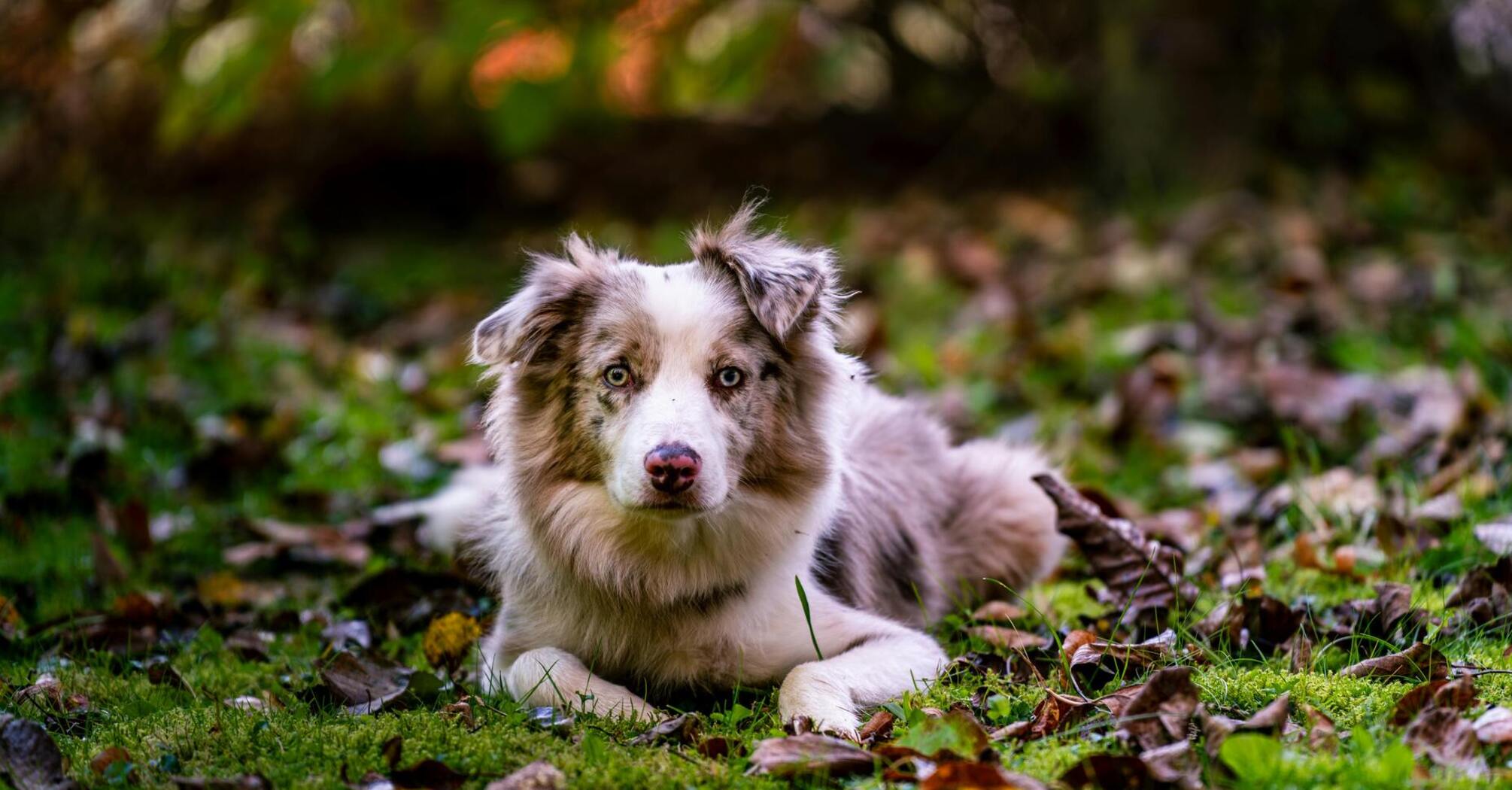 Mutated Chernobyl dogs undergo rapid evolution - study