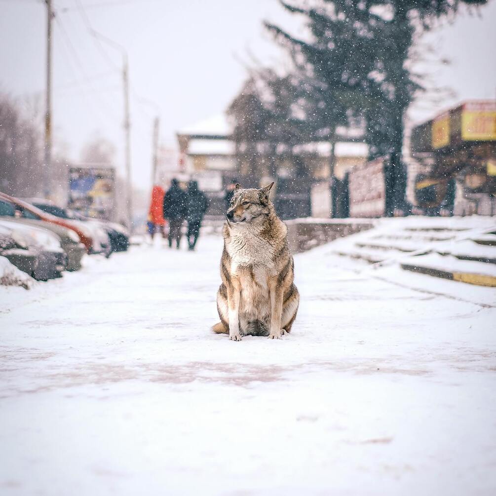 Бережіть улюбленців: у скільки градусів морозу на вулиці не можна вигулювати собак