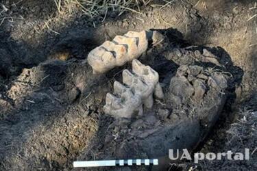 Чоловік виявив поблизу свого будинку рештки мастодонта льодовикового періоду