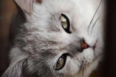 ИИ назвал самые красивые породы кошек среди популярных в Украине (фото)