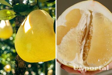 Як обрати стиглий та смачний помело: прості поради