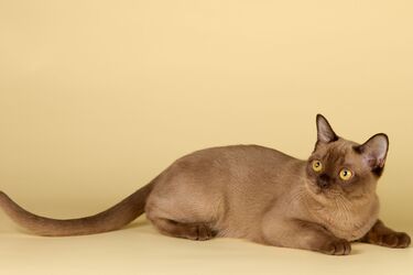 Они быстро учатся: топ пород кошек, которые легко поддаются дрессировке