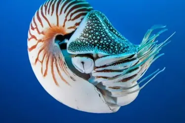 An incredible discovery in the Pacific Ocean: scientists have filmed a creature that has been living on Earth since the time of the dinosaurs (video)