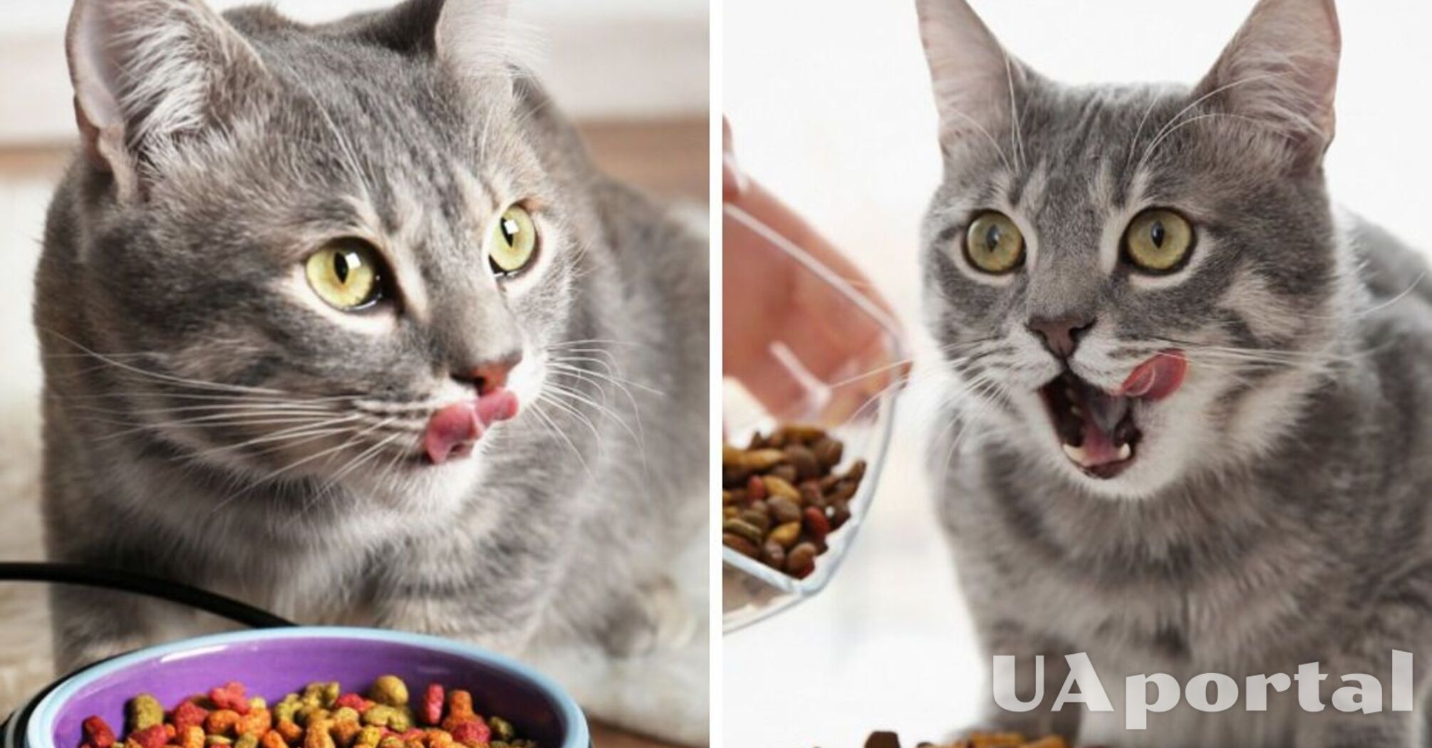 Як правильно годувати кішок та кішок сухим та вологим кормом