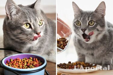 How to properly feed cats and cats with dry and wet food