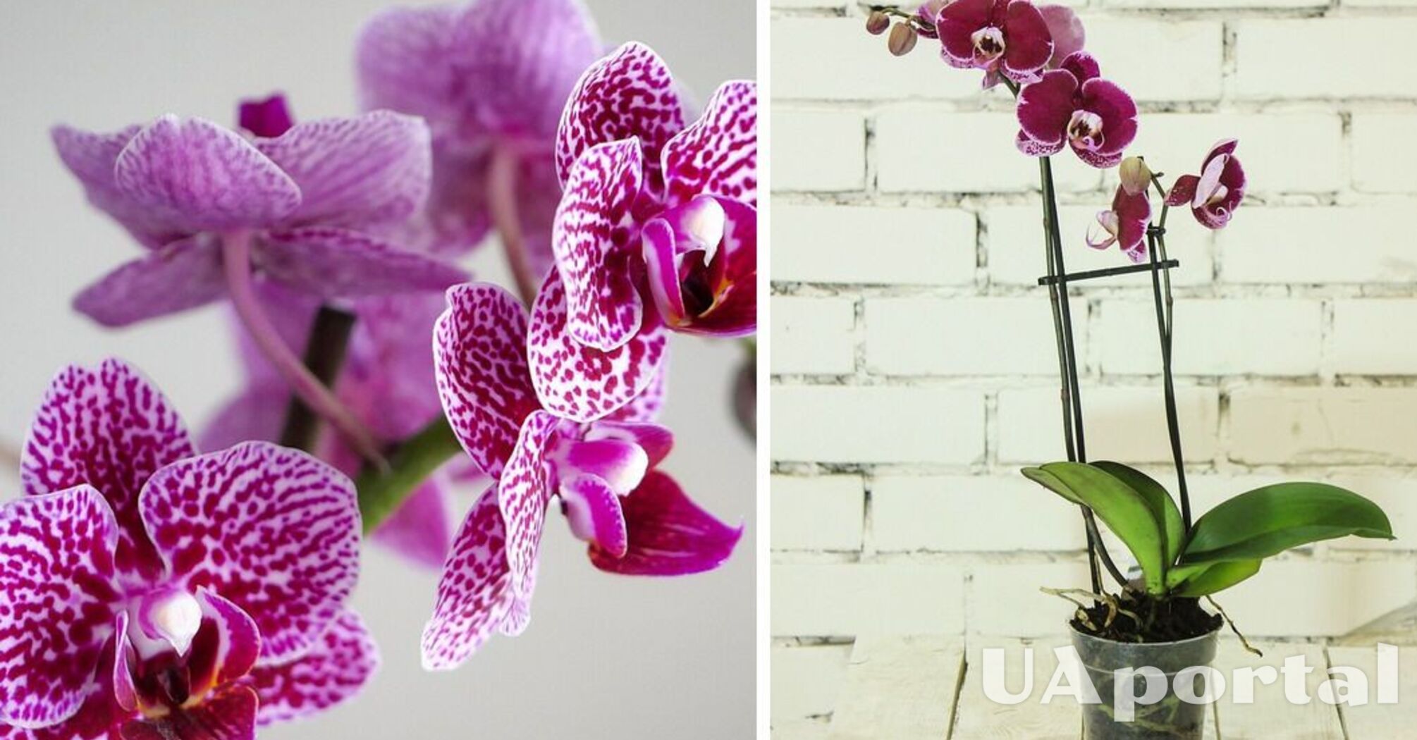 Специалисты объяснили, как привлечь орхидею к повторному цветению