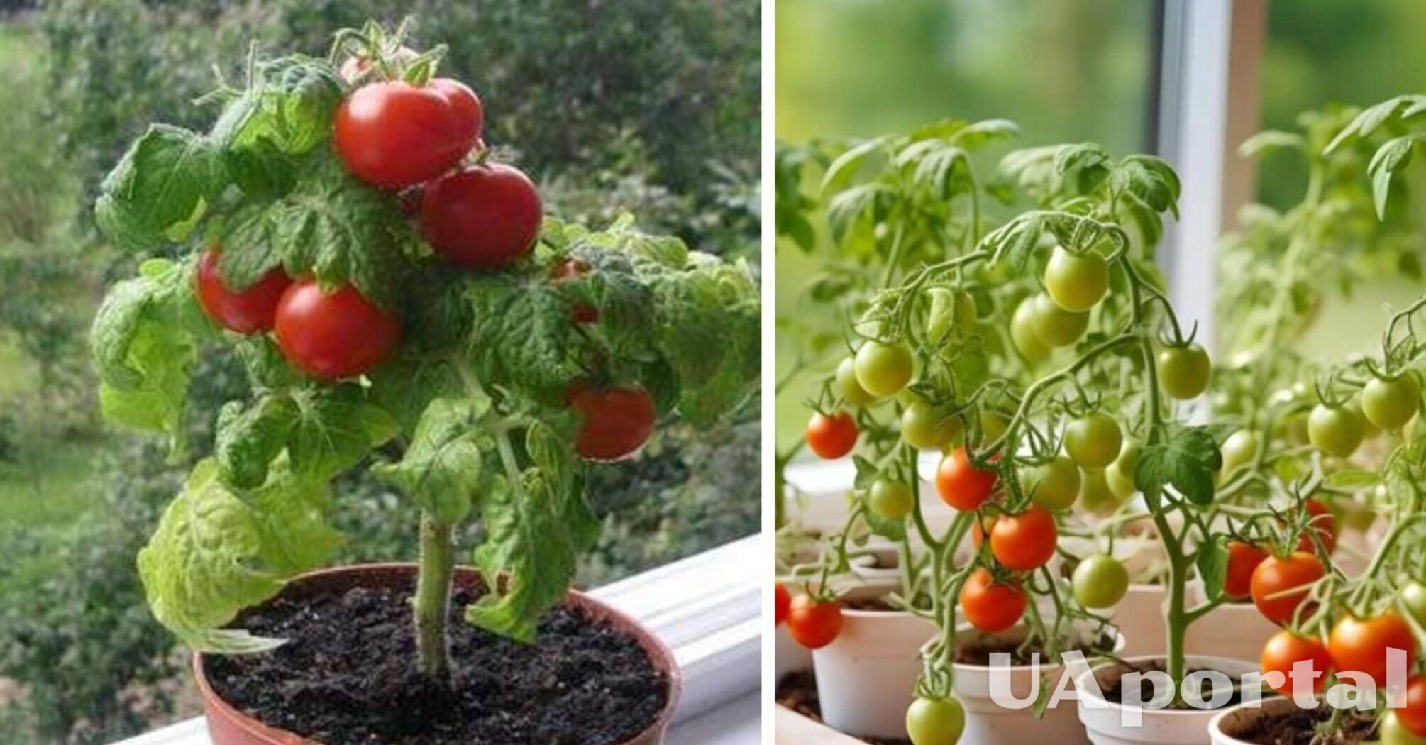 Врожай на підвіконні: як вирощувати томати вдома 