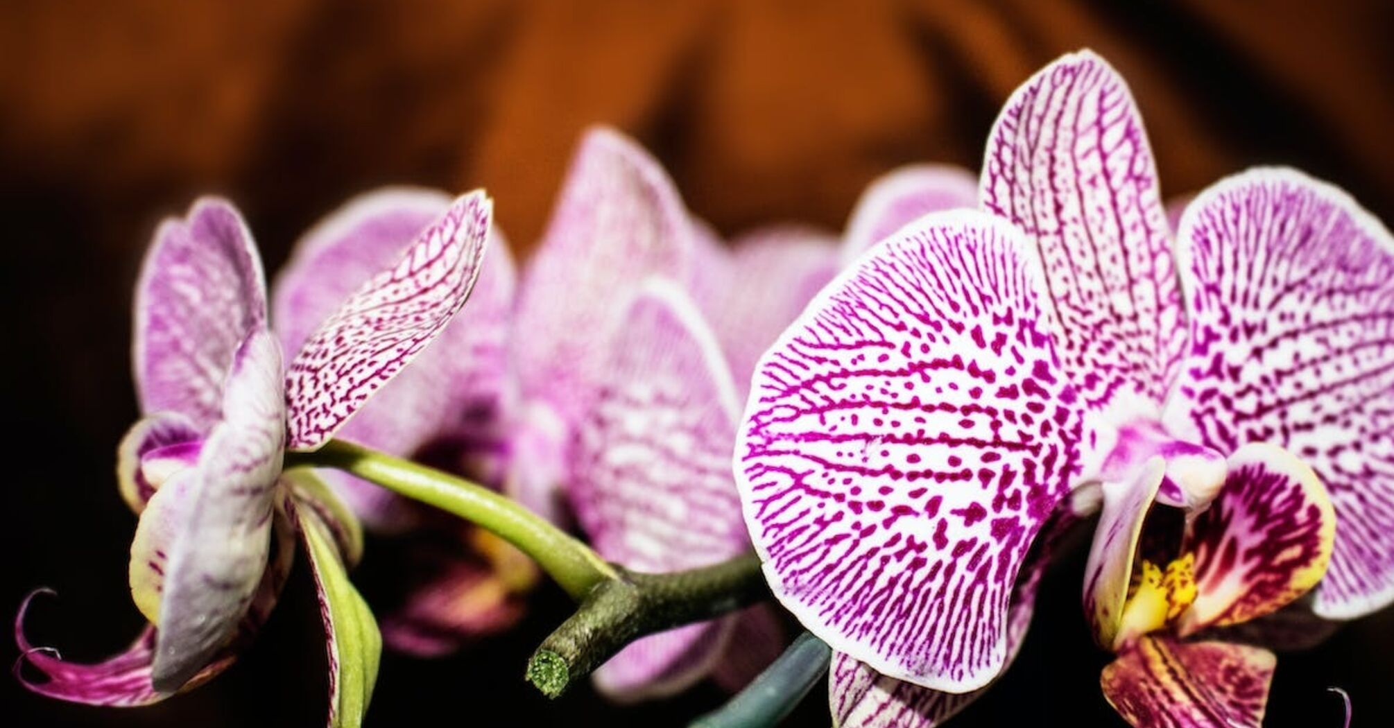 Два домашних средства заставят орхидеи цвести: более дешевых удобрений вы не найдете