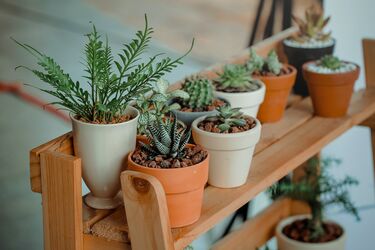 How to preserve indoor plants while on vacation: 5 useful tips