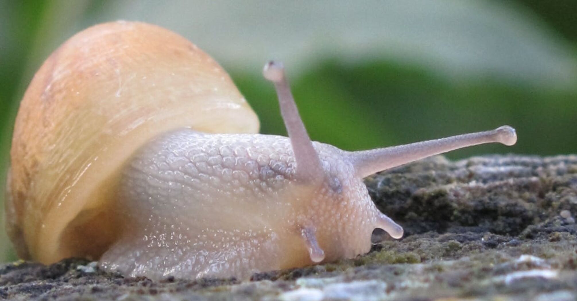 Experts named eight humane ways to get rid of slugs and snails in the garden in spring