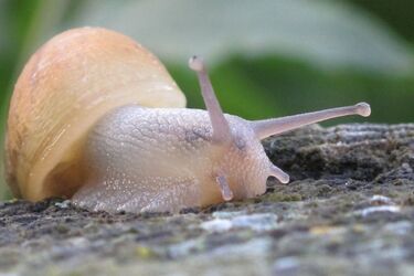 Эксперты назвали восемь гуманных способов избавиться от слизней и улиток в саду весной